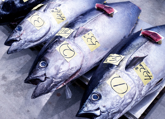 鮮魚部 写真1