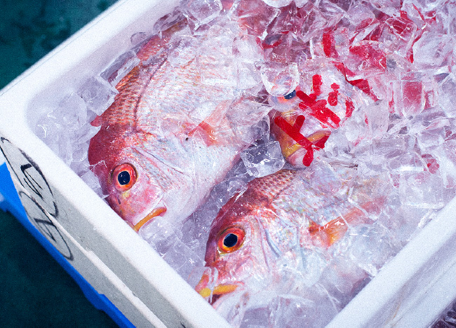 鮮魚部 写真2